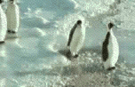 pinguin